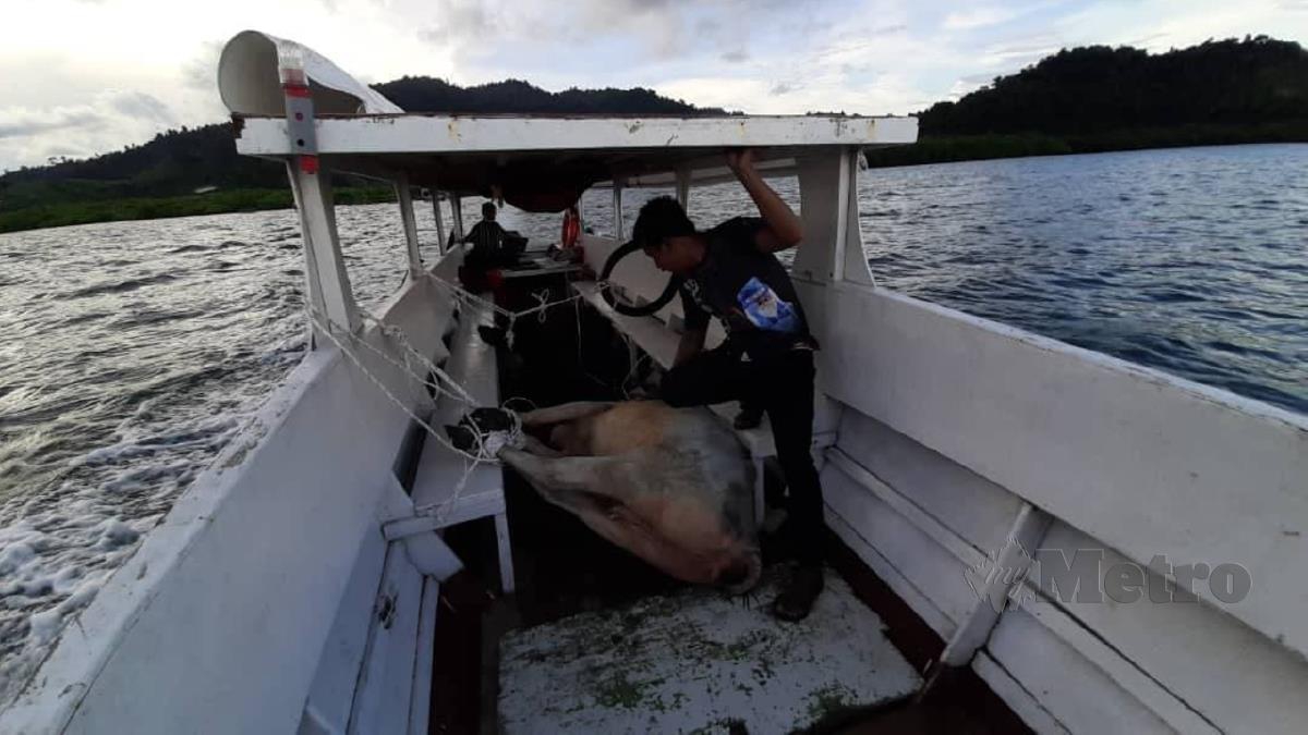 WAKIL EZ Qurban di Semporna, Sabah membawa lembu dari Tawau dengan menaiki bot.