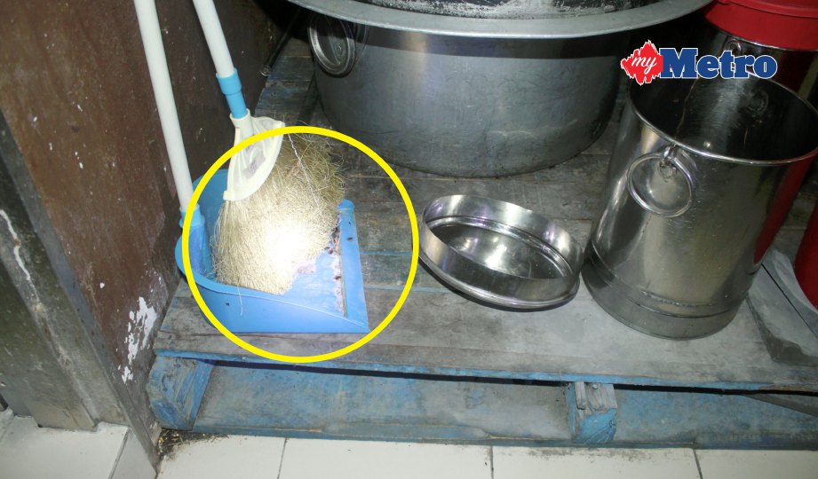 ANAK lipas berkeliaran di dapur restoran terbabit. FOTO Nuryahirah Marzuki