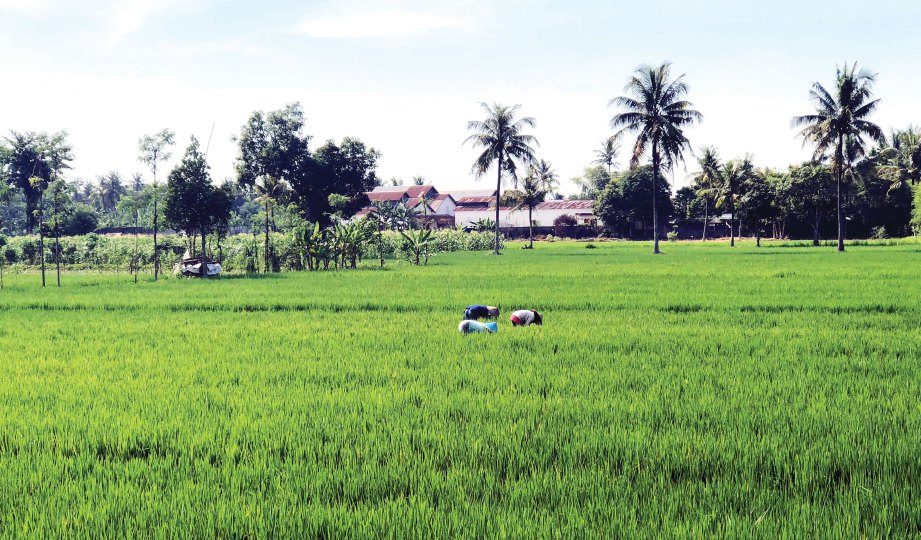 TANAMAN padi antara sumber pendapatan penduduk Lombok.