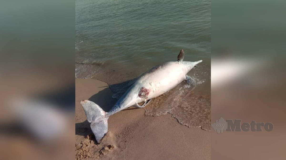 BANGKAI ikan lumba-lumba dijumpai terdampar di Pantai Rombang, Pantai Puteri. FOTO Hassan Omar 
