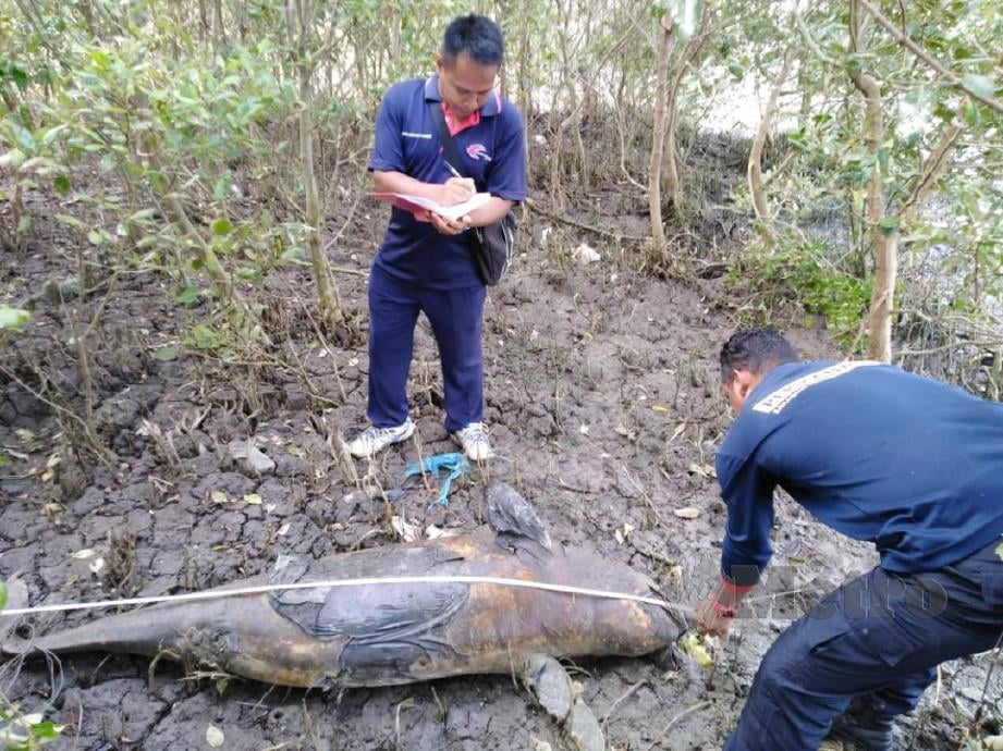 KAKITANGAN Cawangan Perlindungan Sumber Pejabat Perikanan Negeri Kedah memeriksa bangkai ikan lumba-lumba berkenaan. FOTO Ihsan Jabatan Perikanan