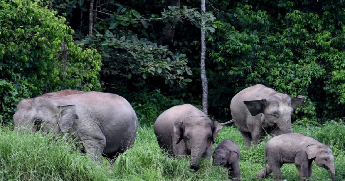 Wanita hamil maut diserang gajah liar di Indonesia