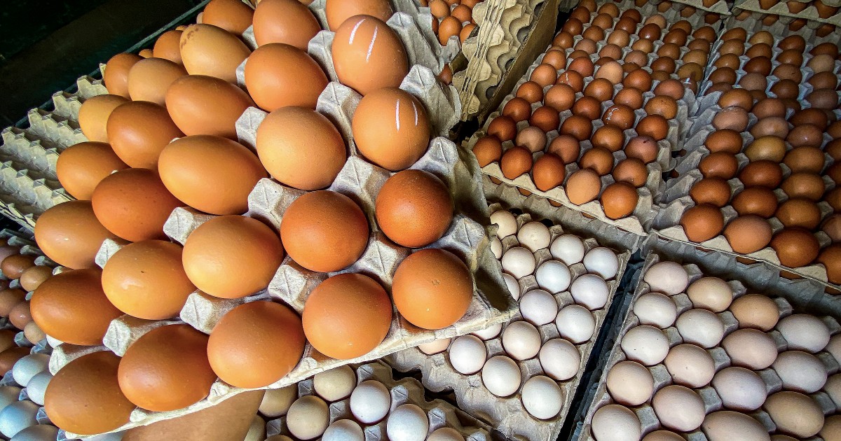 Terkini harga telur ayam Harga purata