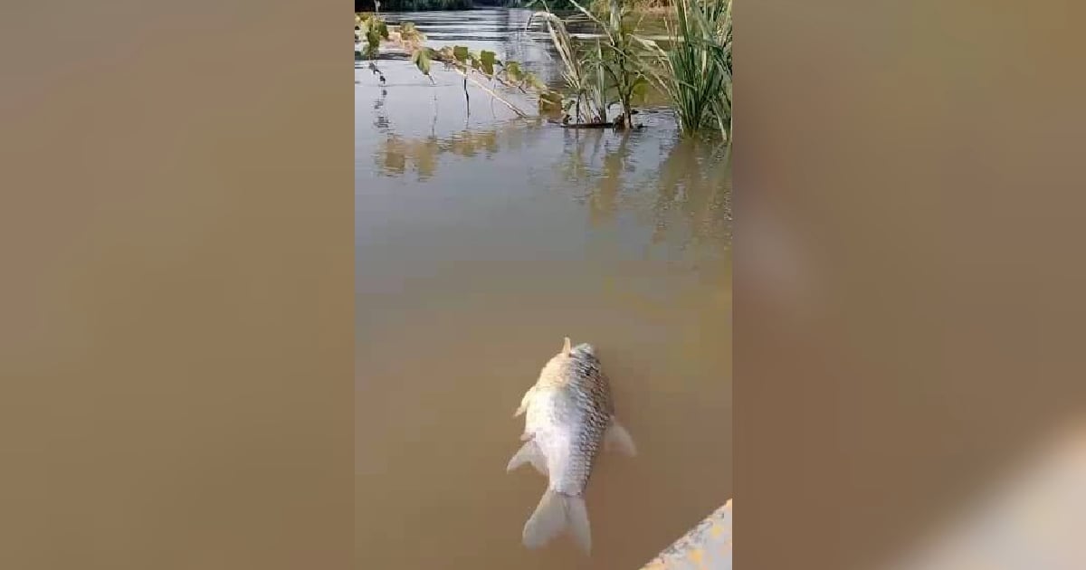 Ikan mati di Sungai Triang kerana cuaca bukan pencemaran