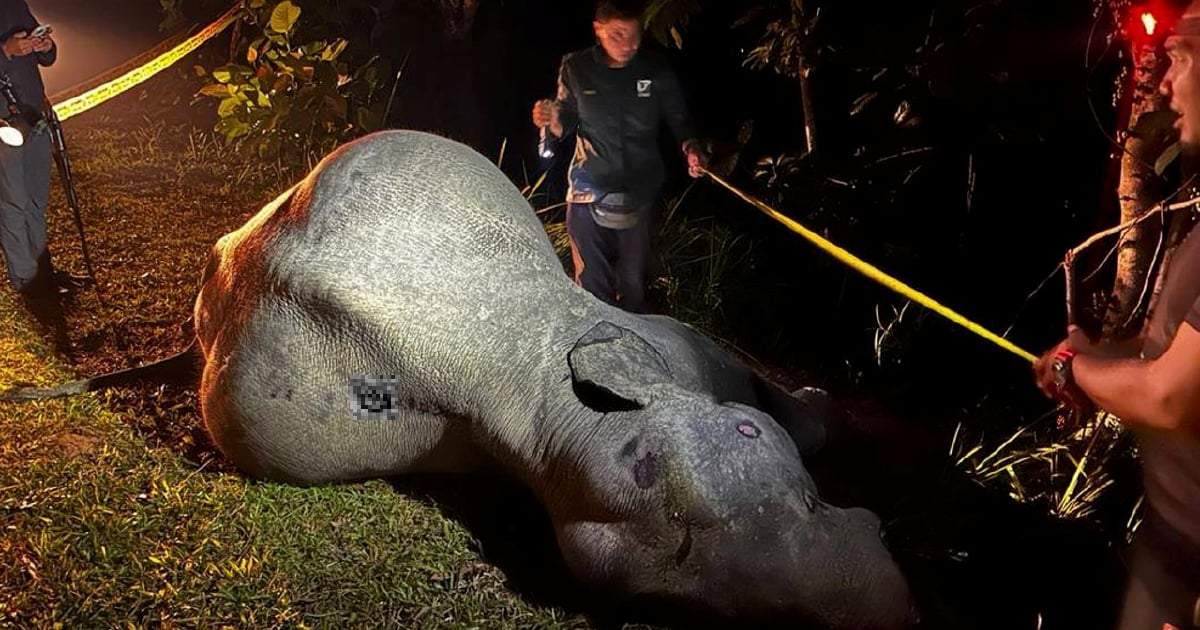 Gajah mati dilanggar treler