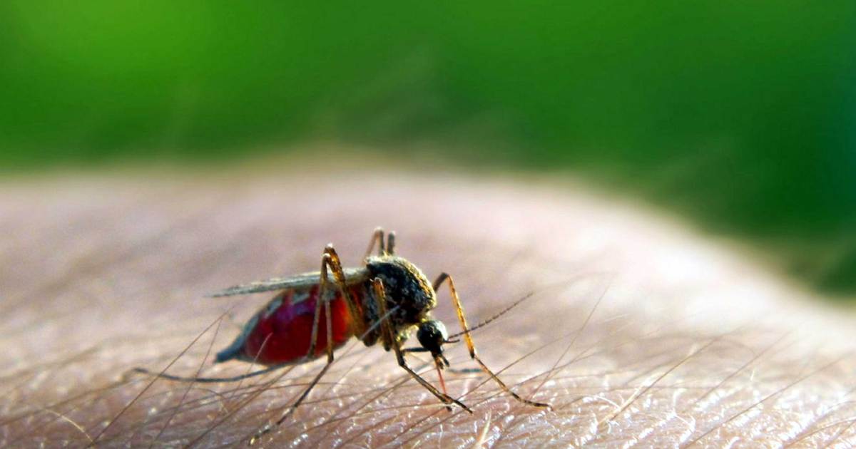 61 kes malaria direkodkan di Terengganu