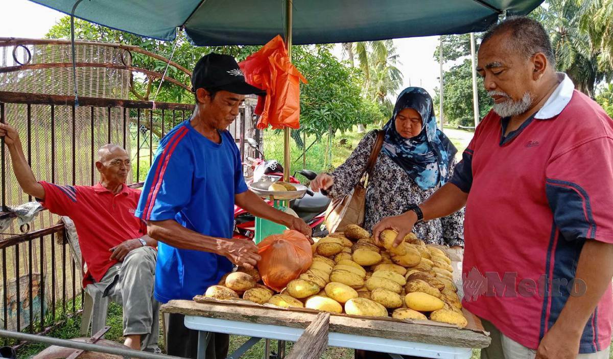 MOHD Noor (baju biru) melayan  pelanggan yang singgah membeli   mangga Melaka Delite di gerainya. - FOTO Meor Riduwan Meor Ahmad
