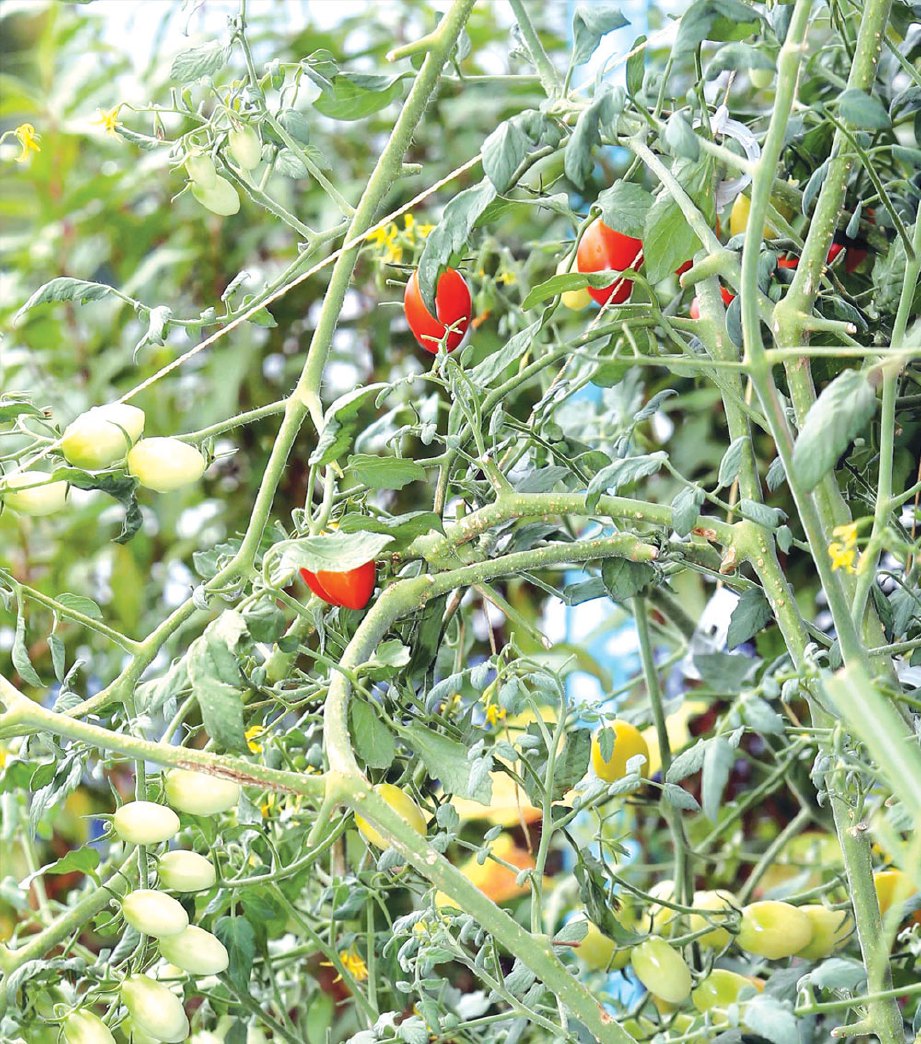PELBAGAI tanaman sayuran boleh dinikmati dari taman mini di kediaman Karim.