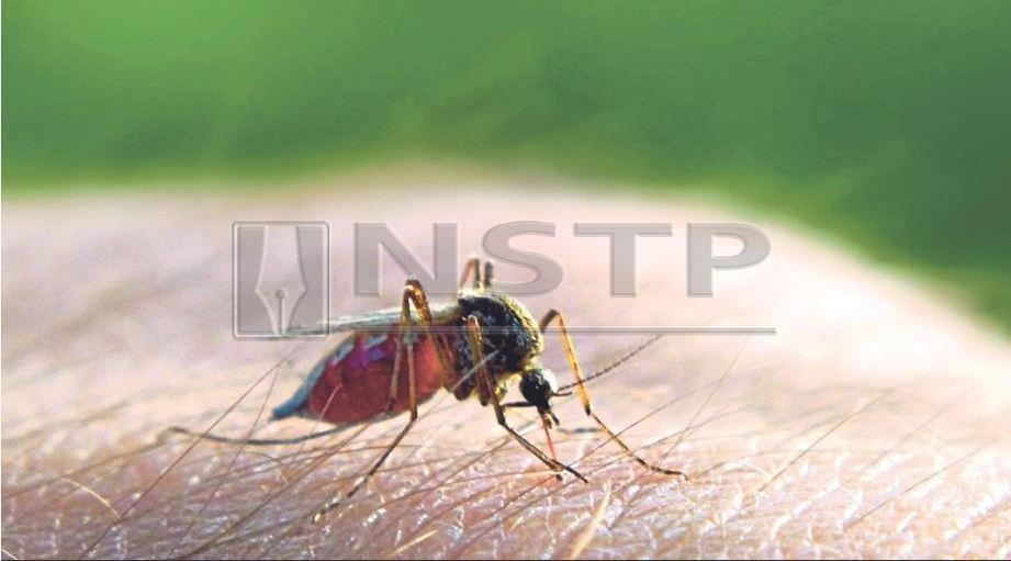 VEKTOR penyebab malaria ialah nyamuk betina spesies Anopheles (tiruk). FOTO arkib