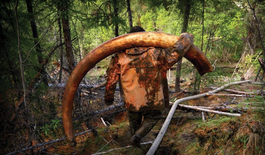 SEORANG lelaki membawa gading gajah mamot yang ditemui di satu kawasan hutan di Siberia, Russia.