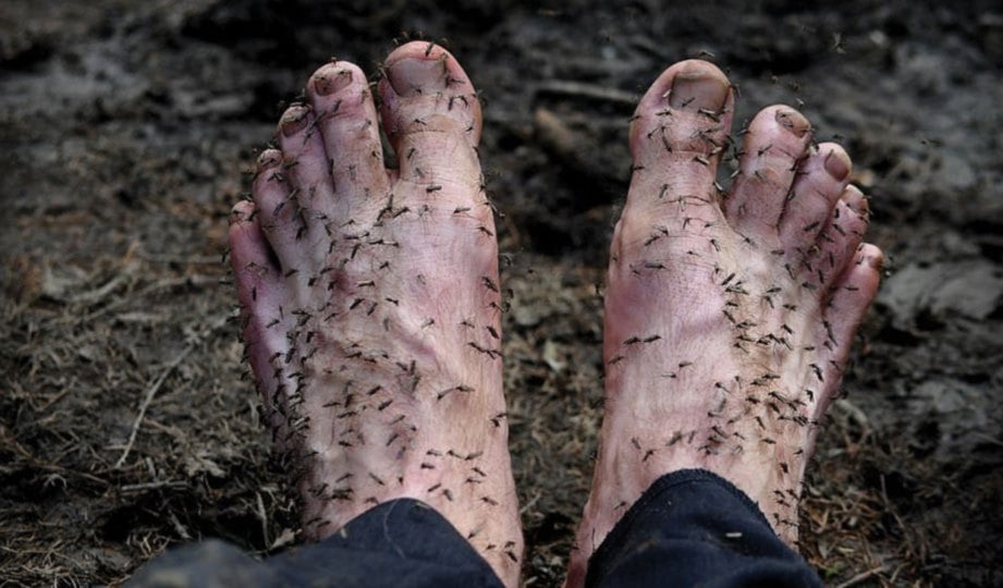 DIHURUNG ribuan nyamuk antara cabaran yang dihadapi pemburu mamot di Siberia ini.
