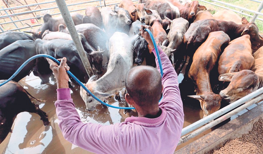 KAKITANGAN JPV memandikan lembu sebelum diagihkan kepada wakil komuniti masyarakat.