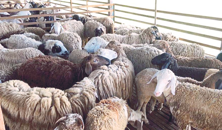 BEKALAN kambing dan bebiri yang diimport dan bersedia 