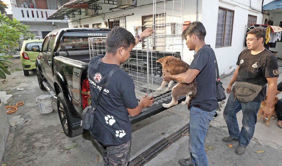AHLI Persatuan Haiwan Malaysia menangkap anjing terbiar.