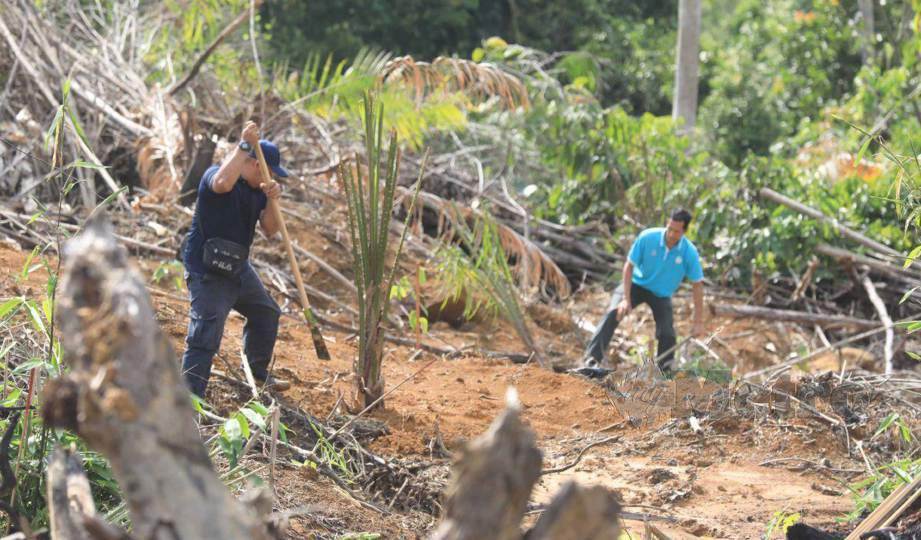 KAKITANGAN Jabatan Perhutanan Negeri Pahang (JPNP) memusnahkan pokok kelapa sawit 