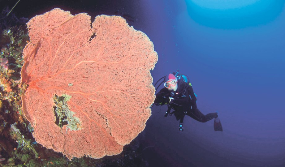 PENYELAM berpeluang melihat kepelbagaian saiz terumbu karang ketika menyelam. 