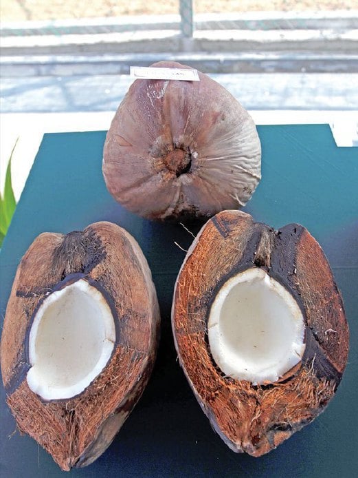 BUAH kelapa baka Tagnanan.