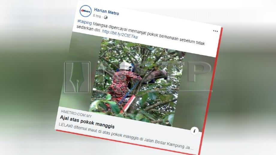 LAPORAN portal berita Harian Metro, hari ini mengenai mangsa ditemui meninggal dunia di atas pokok manggis.