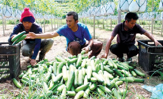 MOHD Norizan (tengah) bersama pekerjanya memilih timun sebelum dijual kepada pemborong.