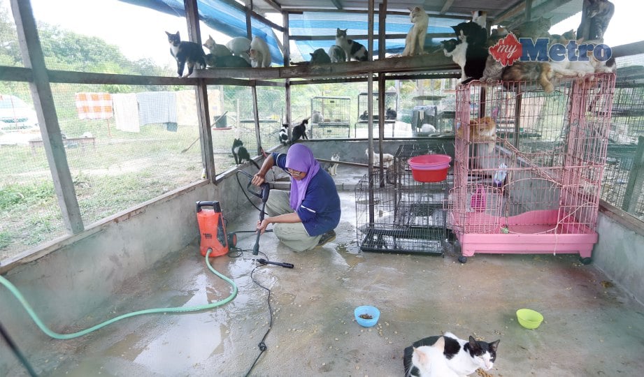 NOR Hayati membersihkan kandang kucingnya. FOTO Halimaton Saadiah Sulaiman 