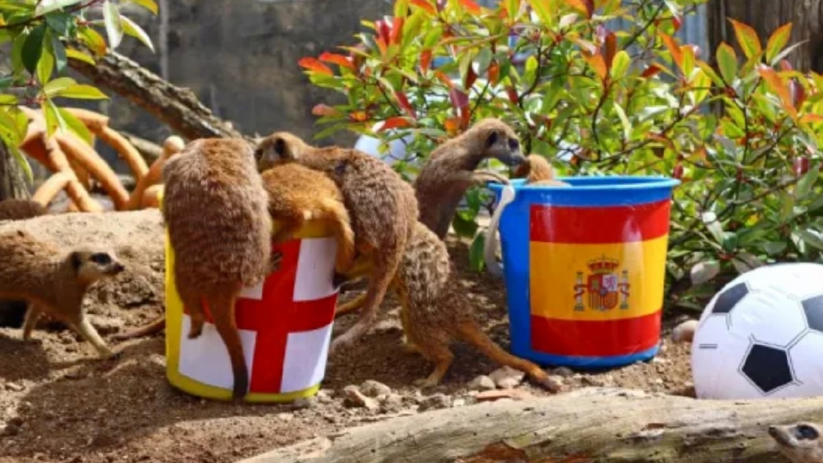 KUMPULAN meerkat di Zoo Drusillas Park meramalkan England akan memenangi Euro 2024. FOTO Agensi