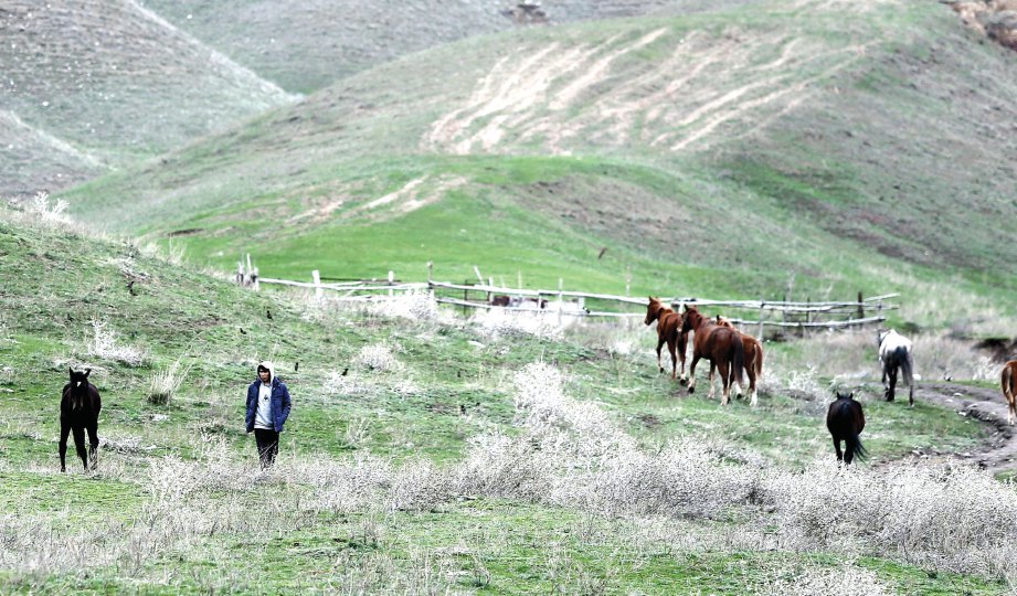 KUDA menjadi ternakan utama di  Kyrgyzstan.
