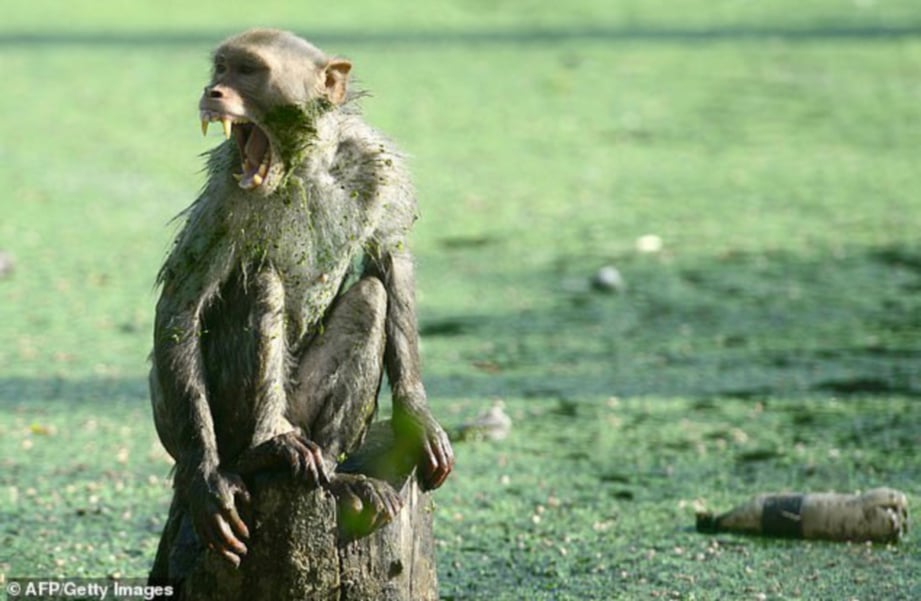 SEKUMPULAN monyet menyerang wanita berusia 60 tahun. FOTO/AGENSI