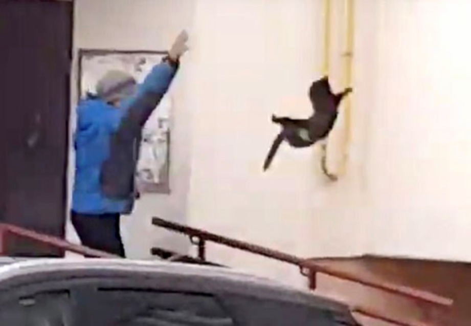 SEORANG lelaki Russia dirakam mencampak kucing hitam ke arah moose yang sesat. FOTO Daily Mail
