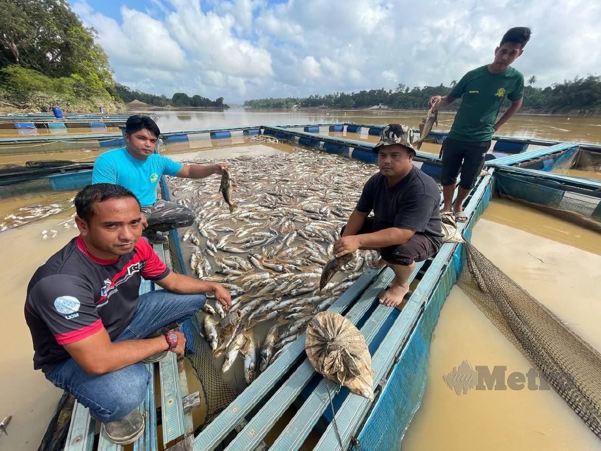 MOHD Dzul Faizal ( kiri) bersama Zainal (dua dari kanan), Mohd Faizal (dua dari kiri) dan Sabri menunjukkan ikan diternak yang mati. FOTO Ahmad Rabiul Zulkifli