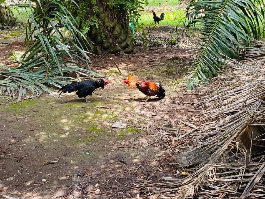 PERTARUHAN laga ayam yang dijalankan di ladang kelapa sawit Sri Cheding. FOTO ihsan polis