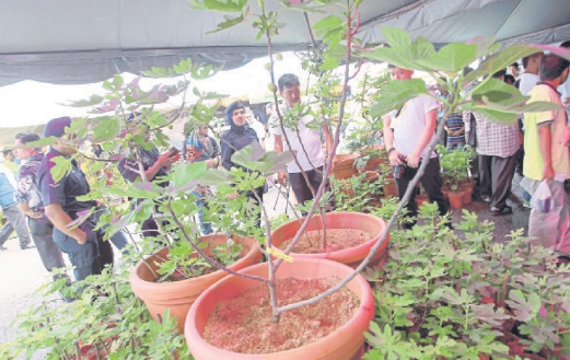 PENGUNJUNG melihat teknik tanaman pokok tin sempena Hari Peladang, Penternak dan Nelayan Peringkat Negeri Kedah (HPPNK) 2015 di Alor Setar, Kedah, baru-baru ini.