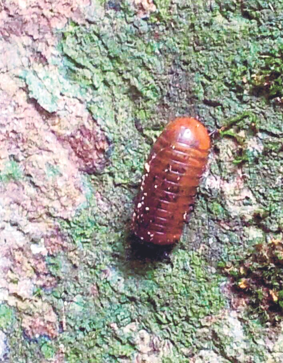 ANTARA serangga yang ditemui ketika mendaki Gunung Nenek Semukut.