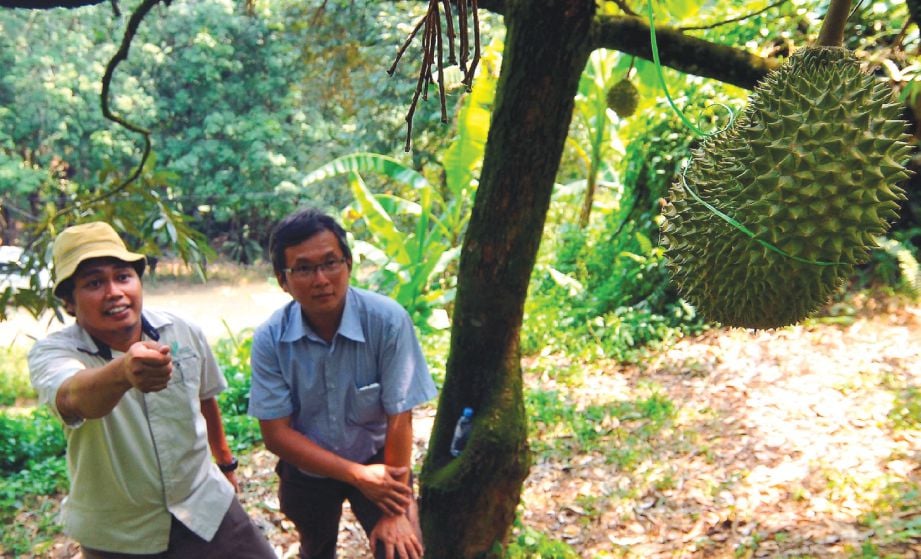 MOHD Ali (kiri) memantau kebun durian Musang King milik Lim.