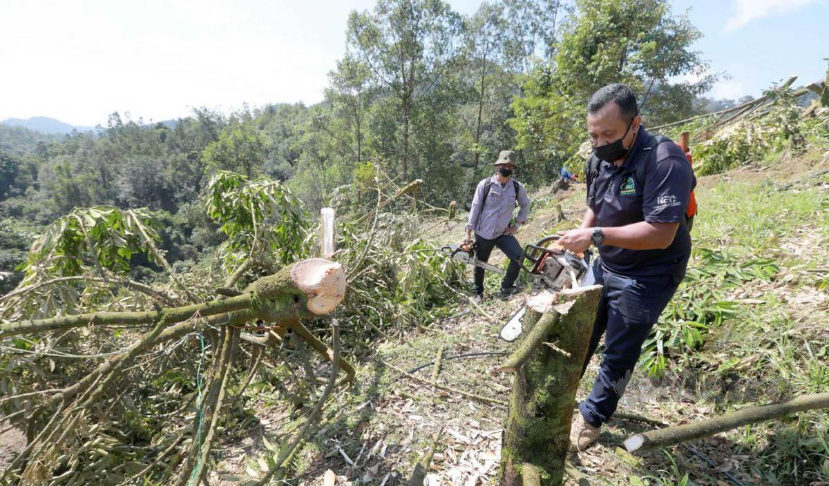 KAKITANGAN JPNP menebang pokok durian Musang King yang ditanam secara haram dalam hutan milik kerajaan di Sungai Lembing. FOTO Mohd Rafi Mamat
