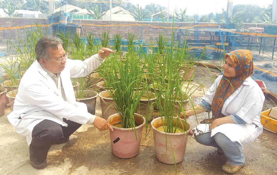 DR Mohamad dan Anna Arina menunjukkan pokok padi Mahsuri Mutan yang ditanam dalam pasu untuk kajian.
