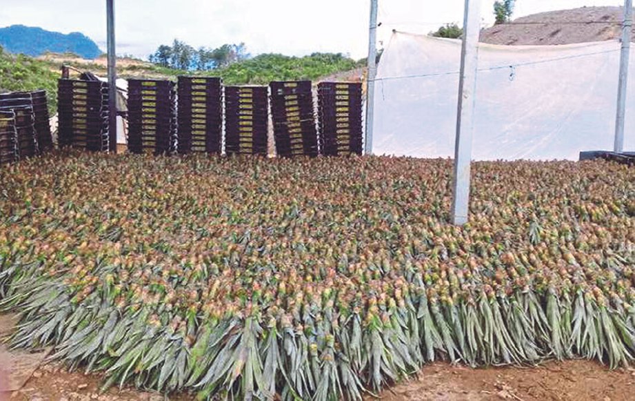 SEBAHAGIAN benih nanas MD2 yang dibawa masuk ke Sarawak.