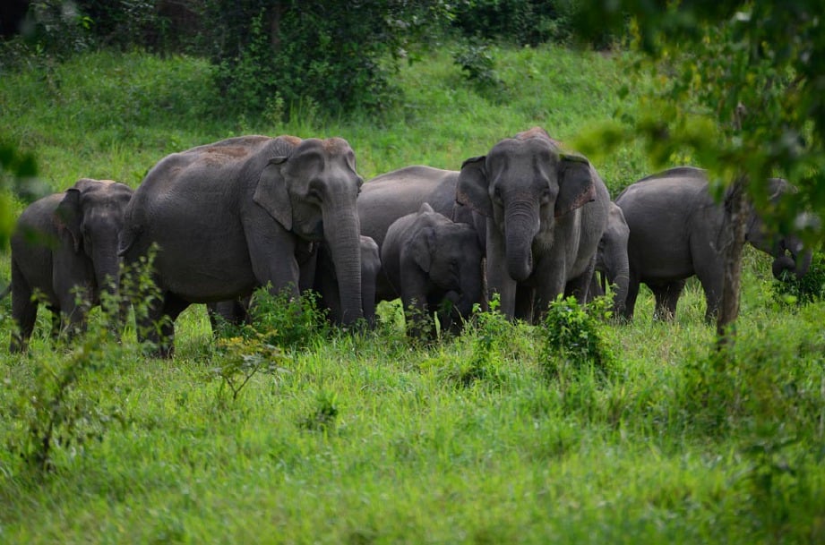 6 Gajah Liar Mati Di Taman Negara