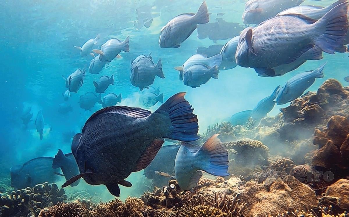 BUMPHEAD Parrotfish antara ikan unik yang boleh ditemui di Pulau Sipadan. 