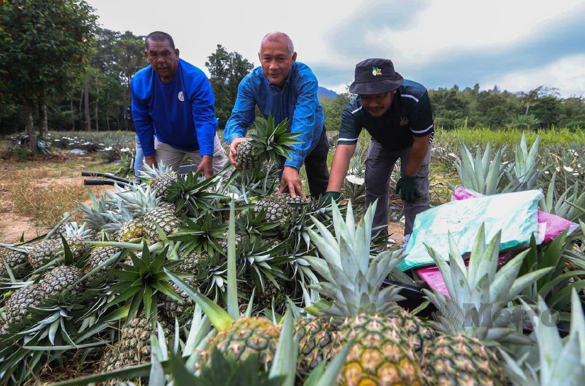 Mohd Zamani (tengah) memeriksa buah Nanas MD2 yang  telah masak selepas diusahakan di atas tanah seluas 4.4 hektar di Kampung Permatang Sungkai di sini. FOTO NIK ABDULLAH NIK OMAR