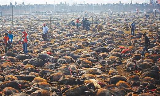 Gambar fail menunjukkan ratusan ribu haiwan dibunuh sebagai korban kepada tuhan ketika festival Gadhimai di perkampungan Bariyapur, Nepal. - Foto oleh dawn.com