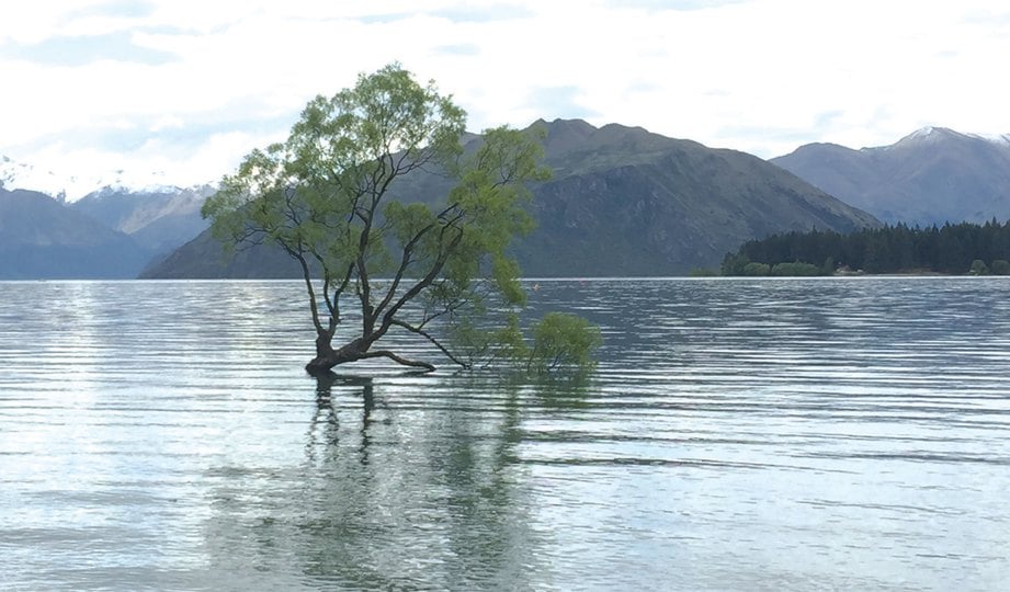 THAT Wanaka Tree yang menjadi simbol kepada Lake Wanaka.