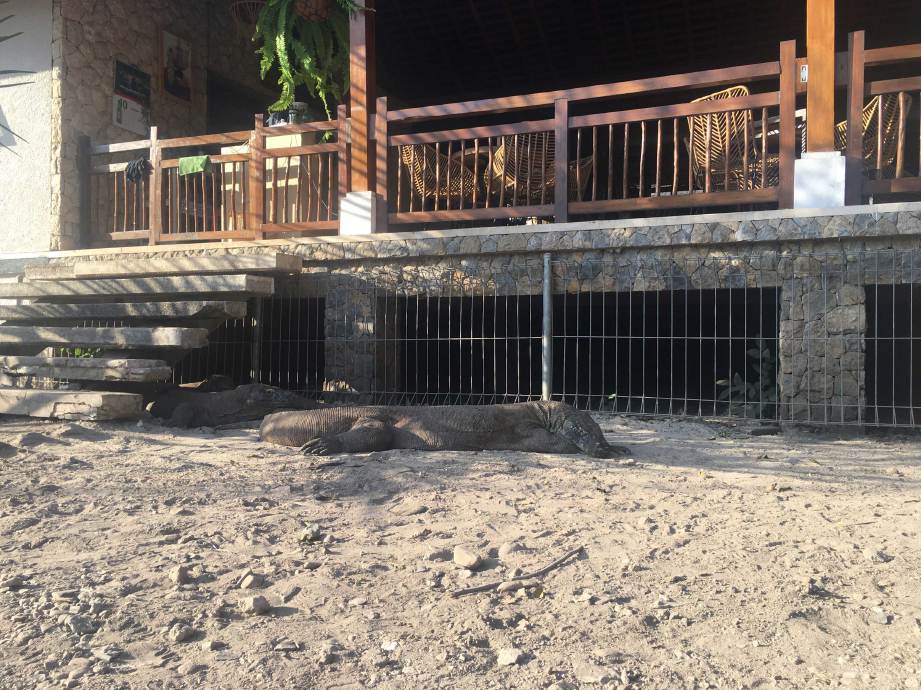 BIAWAK Komodo berehat di bawah sebuah premis di Pulau Rinca.