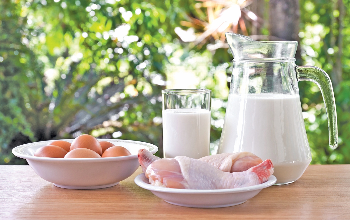 AYAM dan telur mempunyai sumber protein yang baik. - FOTO Google
