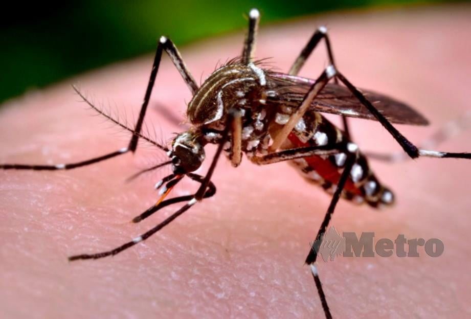 NYAMUK yang membawa virus Zika. FOTO HIASAN