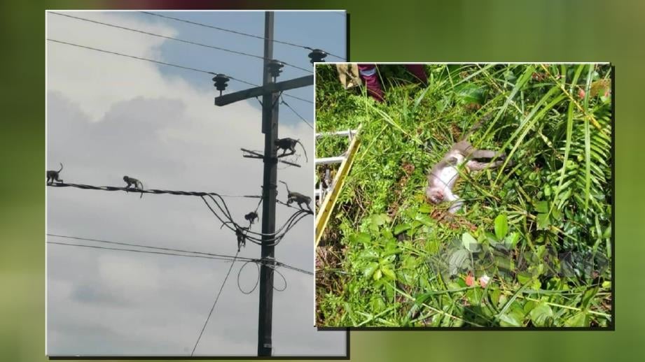 MONYET yang meniti kabel voltan tinggi menjejaskan bekalan elektrik. (Gambar kanan) Bangkai monyet yang mati akibat renjatan elektrik ditemui di bawah kabel voltan tinggi. FOTO ihsan SEB