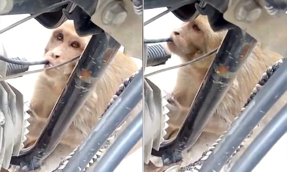Petikan rakaman video monyet sedang menyedut petrol dari motosikal di Panipat, India. - Foto You Tube