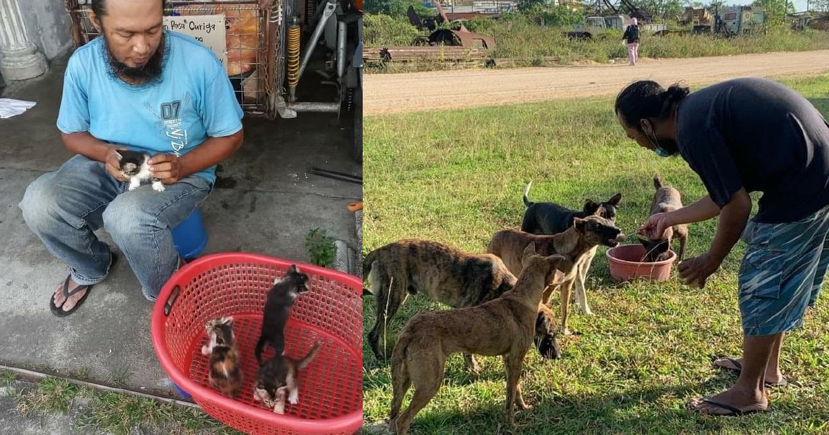 Amal beri makan anjing dan kucing terbiar