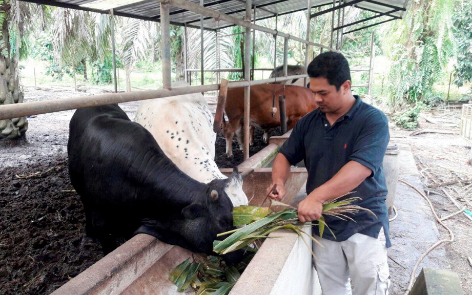 MOHD Shahrir memberi makan lembu baka Belgian Blue yang diternak di kandangnya. FOTO Ahmad Rabiul Zulkifli