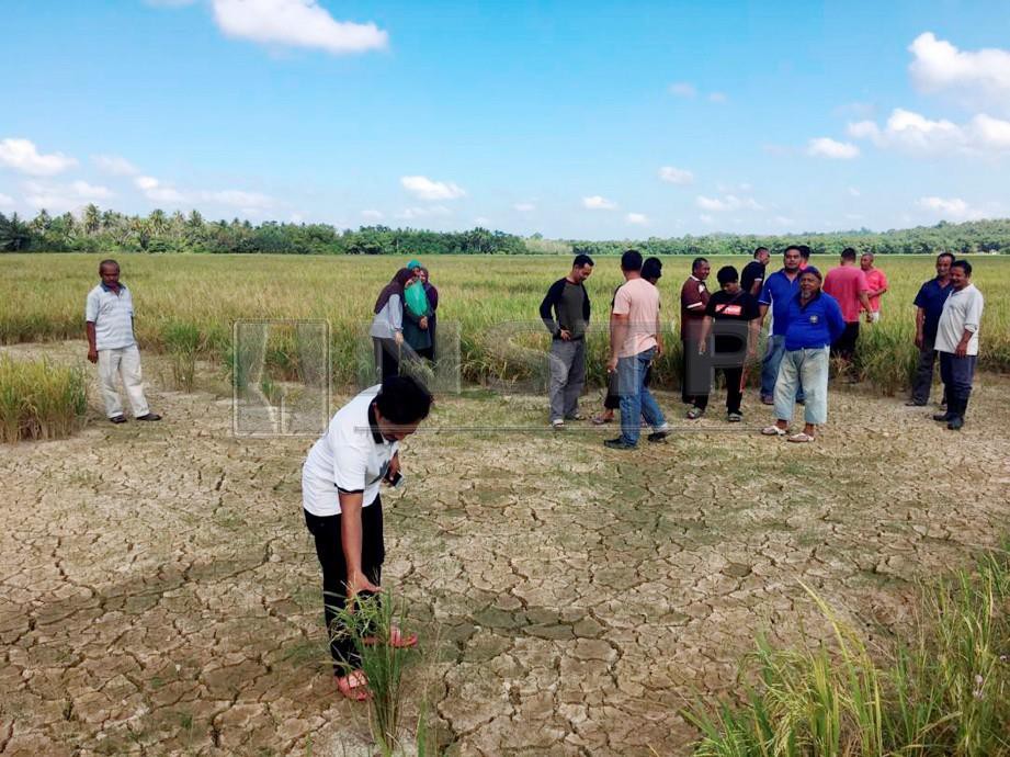 Penduduk menunjukkan tanaman padi yang dimusnahkan kerbau. FOTO Siti Nor Hidayatidayu Razali