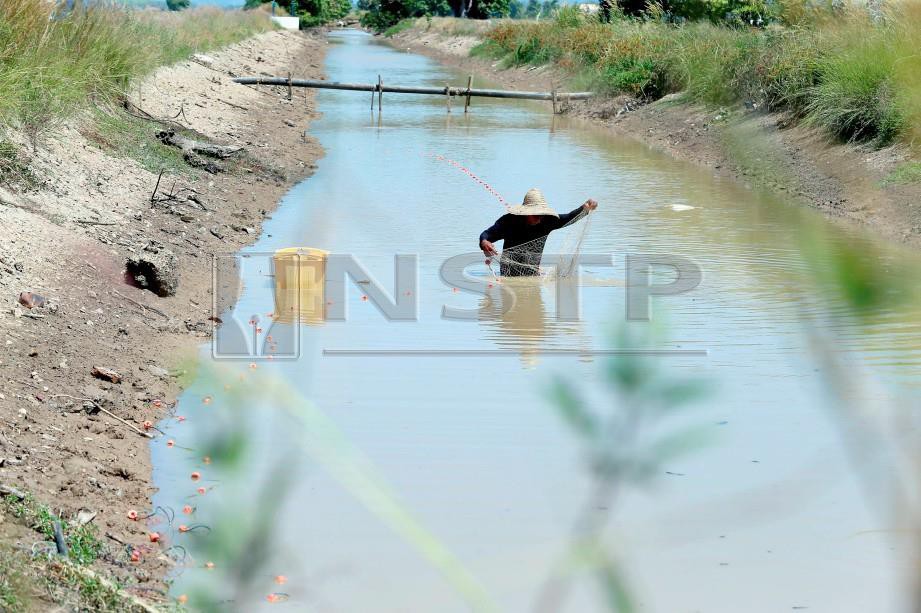 Ali Abdullah, 62, menangkap ikan di tali air Kampung Budi, Mukim Jeram, Jitra yang hampir kering akibat cuaca panas ketika ini. FOTO Amran Hamid 